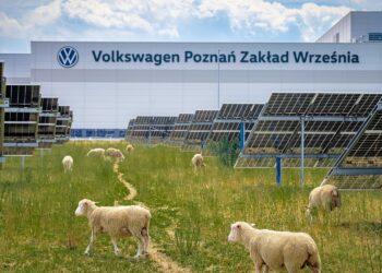 „Фолксваген“ пусна 100 овце на работа под 31 000 слънчеви панела